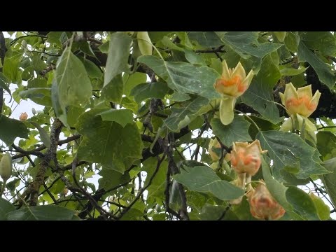 Ein schöner Tulpenbaum in Weilheim