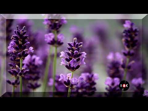 Queen Of Hearts Instrumental Version  - Velvet Moon