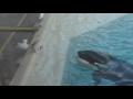 Orca Uses Bait To Hunt Bird
