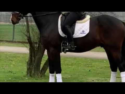 3 jährige Hengst Zoom x Just Perfect