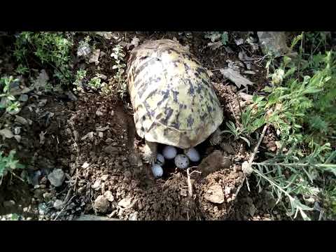 Breshka duke bërë vezë