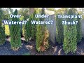 Are My Arborvitaes Dying Signs Of Over Watering Under Watering And Transplant Shock