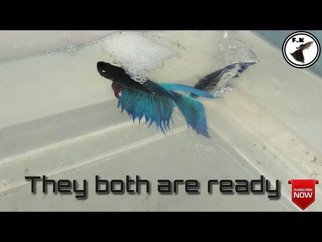 Betta How to breed betta fish | betta fish eggs | breeding betta in tub | Fish Keeping fish keeping