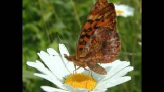 Lost in a Meadow - Scott MacIntyre