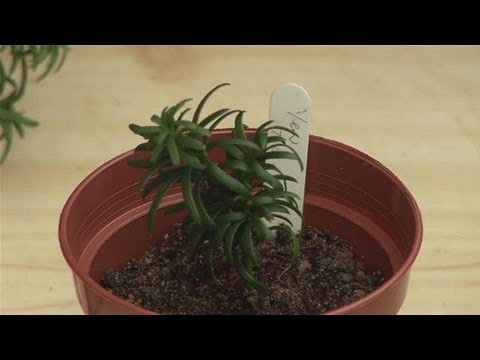 Guide To Planting Yew From A Cutting