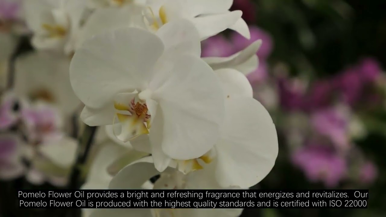 Pomelo Flower Oil – A Refreshing Floral Citrus Blend