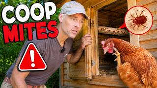 How to Get Rid of Chicken Mites and Lice FAST!