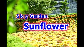 ひまわりスカイガーデン