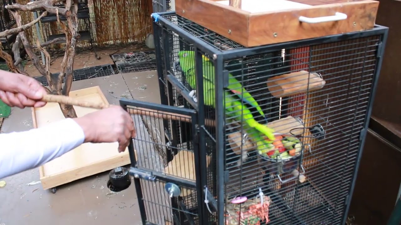 Peter aka Pito 31 YO Yellow Nape Amazon, an adoptable Amazon in Vancouver, WA video 1/2