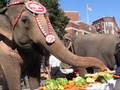 Elephants In The North End Boston