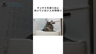 こんな人はチンチラを飼わない方がいいよ② #Shorts