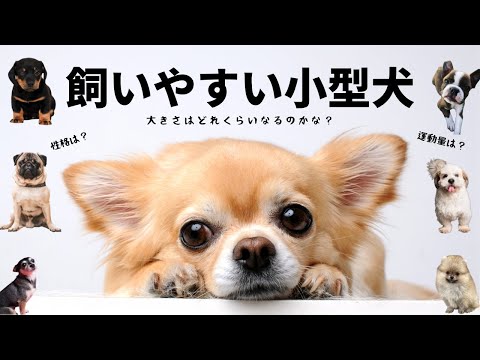 しつけやすい犬種10選
