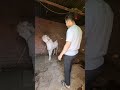 Bakra Mentality Eid Ul Adha 2025 Goat Bakra Shorts Bakraeid