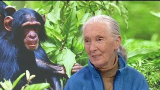 Download lagu Icon: The Life of Jane Goodall mp3
