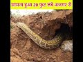 गलती से पंगा ले लिया 20 फुट लंबे सांप से S