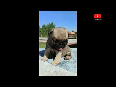 I'm a big kid now 😎 Cute Baby to Adult Animals - dogs grow up 😎 Dogs glow up | #fangqube2.3M#