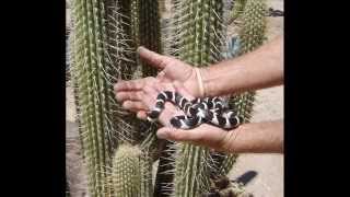 preview picture of video 'How to Harvest the Flying Saucer Cactus'