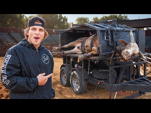 Trimming The WORLDS ANGRIEST BULL! 