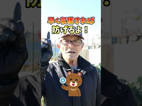 カリフラワー 植物