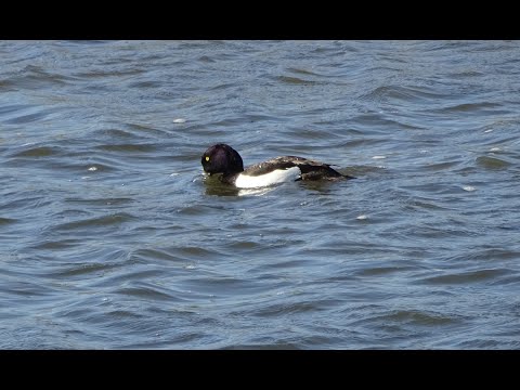 Reiherente Ente Entin Erpel Vogel Federpflege Schwimmente Badeente Watschelente duck schwarz weiß 😂🤣