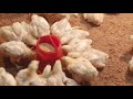 Chicken breeding. Farmers bring chickens to the market to sell poorly. (Episode 143).