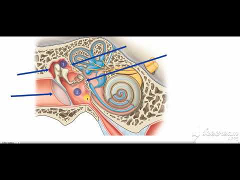 Middle ear boundaries 4