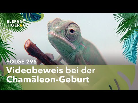 Seltene Chamäleon-Geburt auf Kamera (Folge 295) | Elefant, Tiger & Co. | MDR