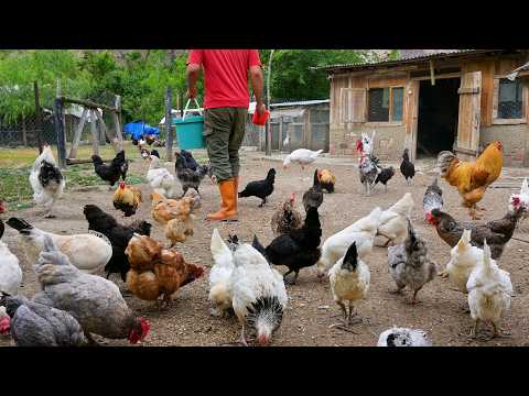 Free Range Chicken Farming - Raising Chickens for Eggs for Business - Organic Egg Collection