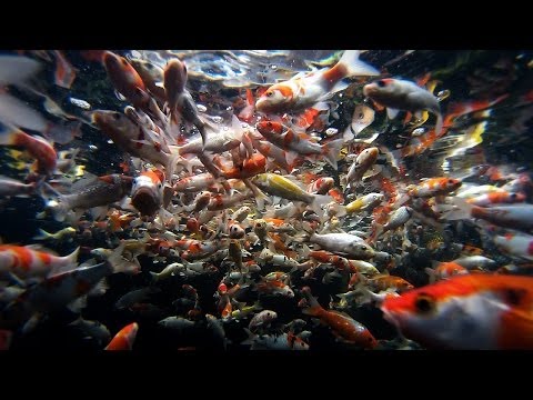 Fish Selection | Choosing Young Koi Fish for Your Pond - Part 3