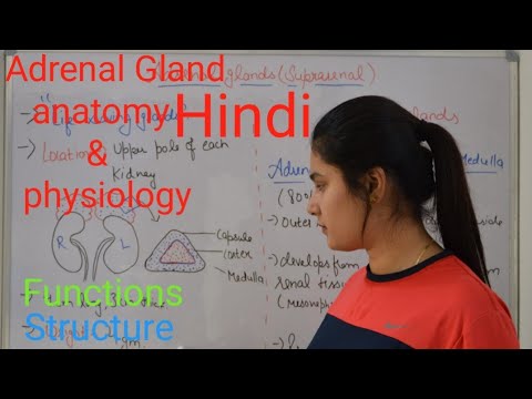 Adrenal gland anatomy & physiology in Hindi || functions || structure  || Rj Medical Education