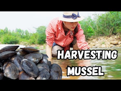 Process Harvesting Mussel & Cooking - Sơn Ca