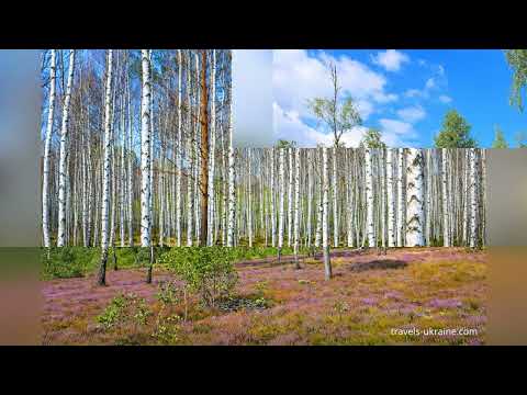 Поліський заповідник