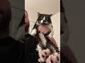 The Funniest Tuxedo Cat Collection Hilarious Tuxie Antics Catcompilation Cat Funny Pets