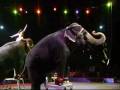 Ringling Brothers Circus