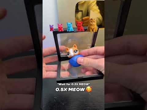 Which cat will fit?🤔 #meow