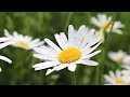 HD Flower Video The Flowers Are Very Charming