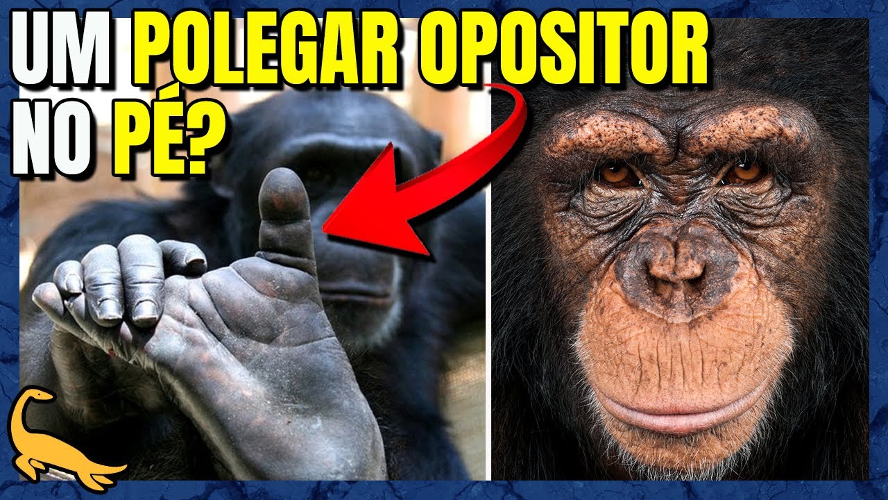 A BIOLOGIA INSANA dos CHIMPANZÉS!
