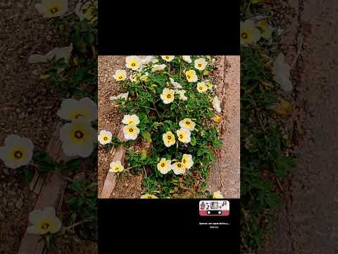 #minasgerais #mg #mariocampos #sarzedo #natureza #brasil