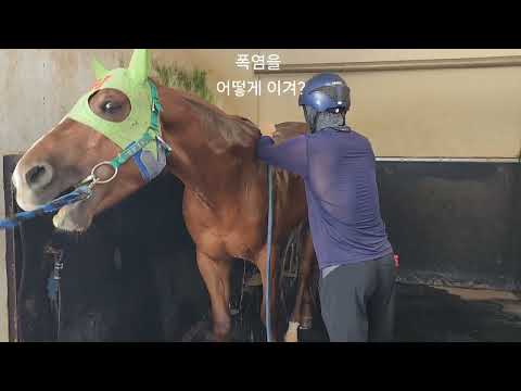 馬 폭염 어떻게 이기지