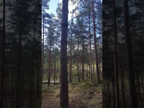 Ermenonville / THY / TK981 / Kaza yeri ve Anıt 23.04.2019