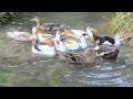 Ducks Swimming Underwater Crystal Clear Water