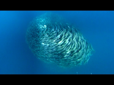 Amazing Fish Form Giant Ball to Scare Predators | Blue Planet | BBC Earth