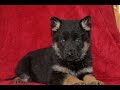 German Shepherd dogs for sale: Tyler  - Video 1