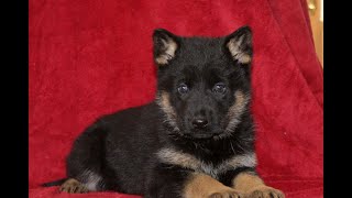 Video preview image #1 German Shepherd Dog Puppy For Sale in QUARRYVILLE, PA, USA