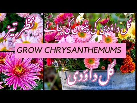 Beauty and Benefits of Gul-e-Daudi Chrysanthemums daisies complete guide growing tips