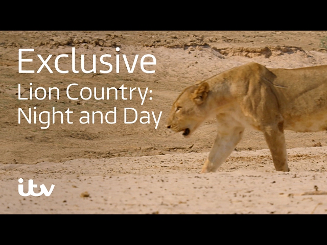 Lion Country: Night and Day | ITV