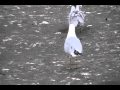 Scavenging Ringbill Small Gull Wmv