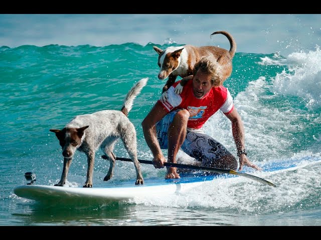 Surfing Dogs