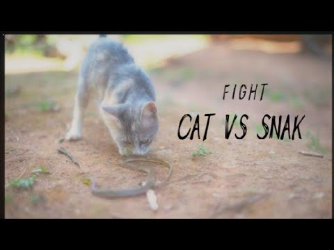 Fight cat vs snak25 November 2022