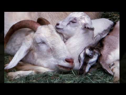 Goats of the Boo Boo Zoo